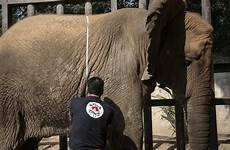karachi elephants sonu knows paws tending volunteers