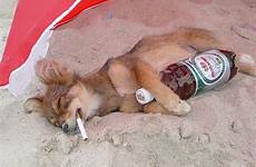 animales chistosos borrachos alcohol smoke cancer sustentables cigarette bebado dorgas fumado tiempos
