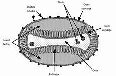pox virus viral immunology poxviridae small host immune microbiology leicester department courtesy university stanford edu