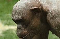 hairless chimp mongo twycross rekkers gorila simpanse berbulu tak beaton jambo unexpectedly bbc