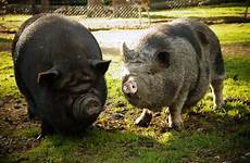 pig bellied pigs zoo schwein