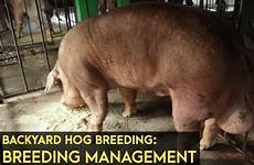 hog breeding backyard management