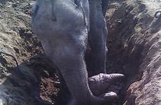 elephant baby her hours mother muddy hand well spends trying hole tugging never pull lend helping villagers mom calf desperately