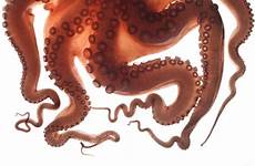 octopus tentacles tentacle tentakel suction oktopus freepngimg pngmart clipground seekpng scientists