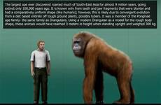 gigantopithecus size blacki comparison fox harry deviantart prehistoric human compared orangutan chimpanzee great apes big male animals extinct group other