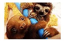 sloth sloths gifer