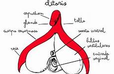 clítoris el que la se vulva anatomía es grande sexual un estructura