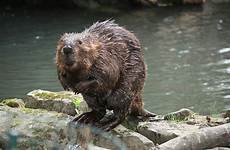 beavers beaver bever davies bryn nd bats badgers kuow wetland brief wever