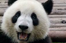panda cute happy pandas bears animals china chengdu fanpop face giant bear colors animal faces random moment 1000 vagabondish log
