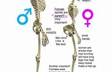 male female anatomy vs dysphoria between differences skeletons ftm reddit nutshell comments irl points 4k width