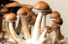 envy mushrooms amazing