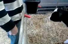 cow calf blowjob sucks cock farmer sucking nude teen xvideos