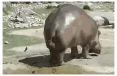 poop hippo rhino tenor potty