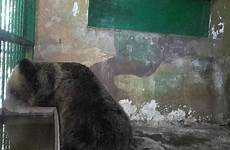 zoo oradea pamela grass update video