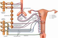 sexual female innervation function genitalia spinal cord men women figure internal gr3