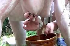 cow milked pregnant thisvid