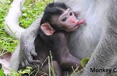 monkey breastfeeding baby milk