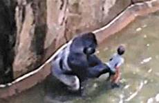 gorilla behaviour killing convinced danger wlwt silverback defenceless harambe harm