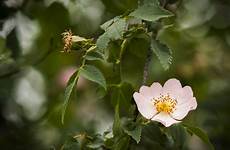 briar rose nature pentaxforums