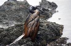 oil covered cormorants spill pelagic tanker rescuers seek save aground kozlov vyacheslav run near after