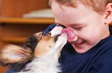 lick explain syndrome cane licking insidescience amicizia answers slikken hundens grunde licks mosse tolerated hunden topdogtips