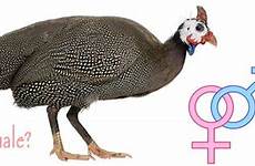 guinea fowl sexing informative highly based website