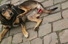 dog animal rape raped stop cruelty bestiality human being brazil