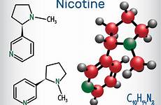 nicotine molecule alkaloid found formula chemical nightshade plants family structural model vapor