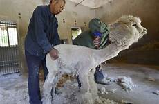alpaca penis zoo wool sheared stolen shijiazhuang shear farmers enclosure tages momentaufnahmen eds 31st