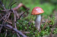mushroom penis mushrooms envy rain fungus grass agaric medicinal bolete integra russula penny agaricomycetes bun stem edible forest plant similar
