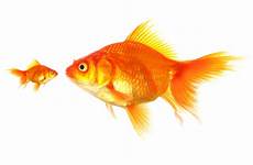 small fish big flash large start testing goldfish but card different cards asx concept price smaller blippar mobile think competition