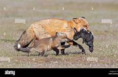 fox vixen red catches rabbit kit stock alamy