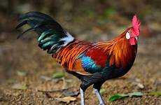 wallpaper rooster bird full animal hd wallpapers preview click