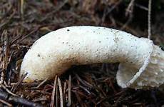 mushroom phallus impudicus mushrooms stinkhorn nastiest fungus howstuffworks phallic hswstatic burial smells boners left funky brains ungodly