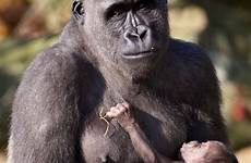 gorilla breastfeeding gorillas primates silverback zooborns orangutan cradle