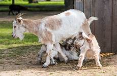 feeding pasture goats