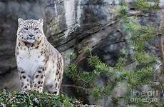 leopard snow standing adult ledge rix jane rocky photograph 29th uploaded april which