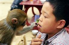 monkeys monkey wife children having school breastfeeds trainer primate reveals shocking success secret treated rest training child playing