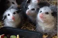 chew possums funny gif 1103 likes