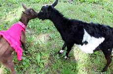 daughter goats