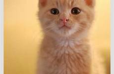 orange kitty