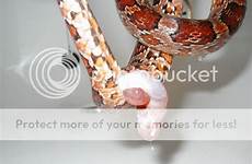 prolapse snakes
