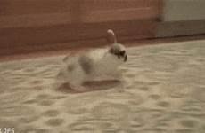 bunnies hopping konijn dieren pets schattig hoppen cuteanimal horrible