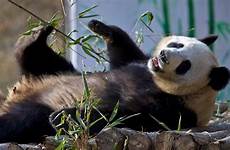 panda population giant pandas china wild cute survey latest finds growing adorable ya csmonitor
