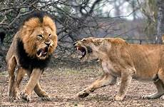female fierce lion tooth fighting pride male teeth crown his huge lions tussle mouth big king hanging cat thread left