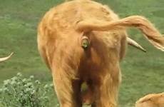 pooping koe volgens gevaarlijker binnenkort staat vuurtje laag het highland makeagif