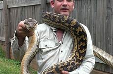 snakes mr supersized queensland walton