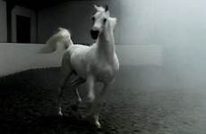 arabian arabic equestrian aimes stallion elettra shael ansata clips