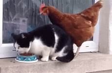 chicken gif cat cats animated cock giphy gifs food sassy snack his their steals polite knocks door oh
