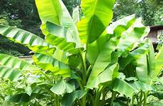 basjoo musa banana plant tree hardy japanese cold zone plants growing only catch there but usda ornamental fiber inch outdoor